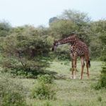 giraffe05