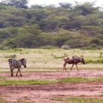 manyara08