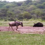 manyara09