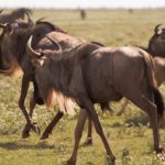 wildebeest04